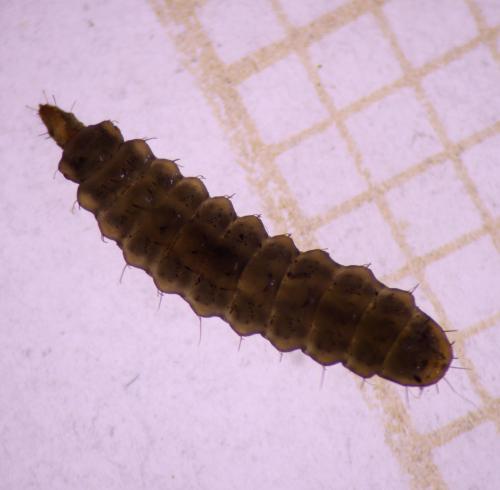 Eupachygaster tarsalis